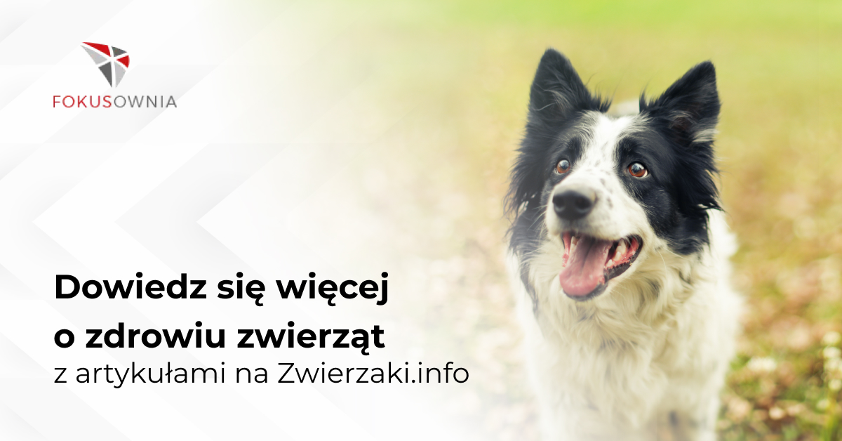 Dowiedz się więcej o zdrowiu zwierząt z artykułami na Zwierzaki.info